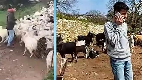 14χρονος από τη Νάξο δουλεύει ως βοσκός και παράλληλα αριστεύει στο σχολείο!